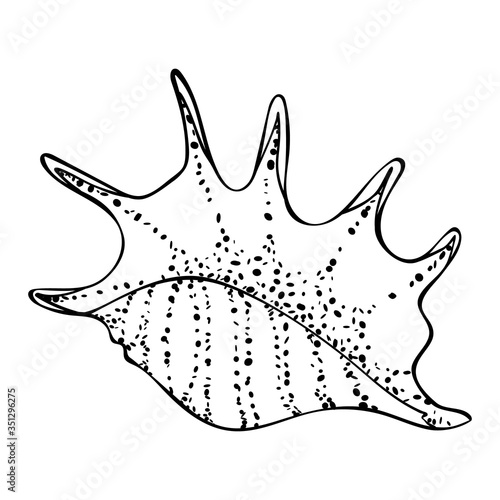 Screw sea shell lambis (spider conch) in a simple style, isolated vector on white background. Black outline and dots texture, stylized as a hand drawing. Can be used as icon or for natural design.