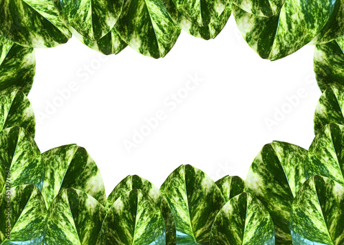  green leaves  isolated a white background