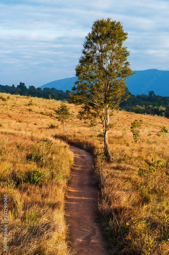 Fototapeta premium Dirt Road Through the Meadow