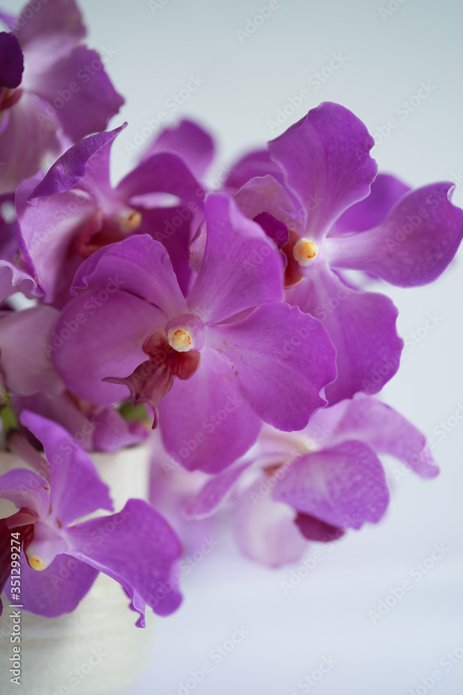 purple orchid flower on white background purple orchid flower on white background