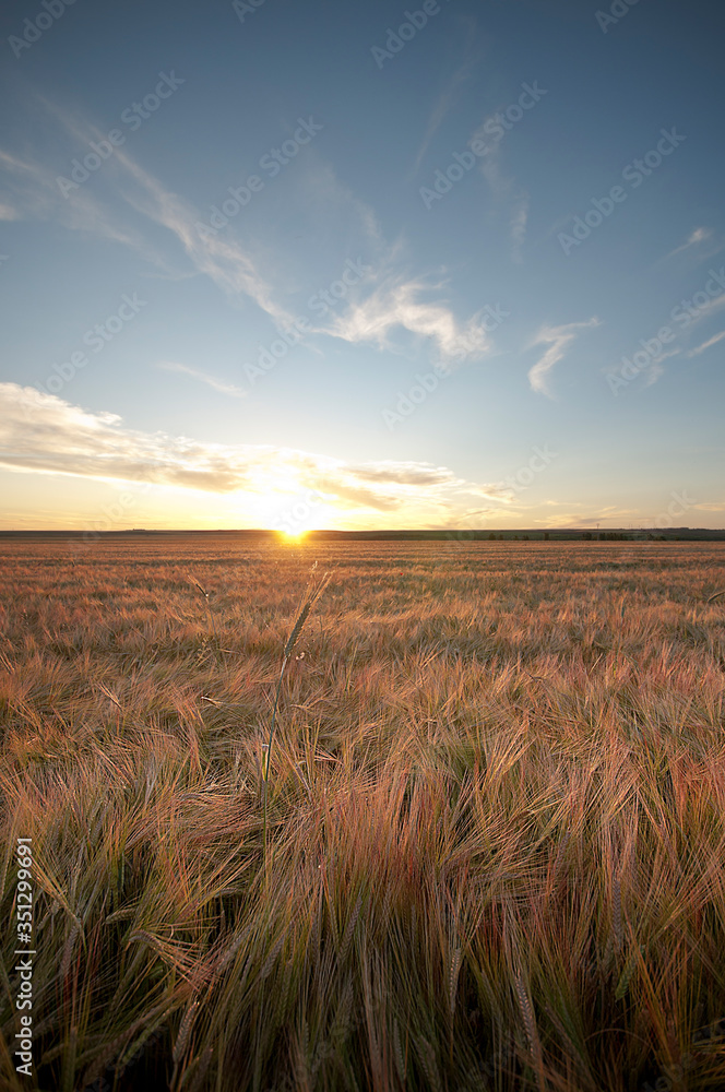 espigas de trigo de cultivo sostenible