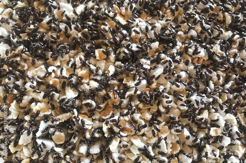 Slika na platnu Rice weevil on rice, insect is a stored product pest which attacks several crops
