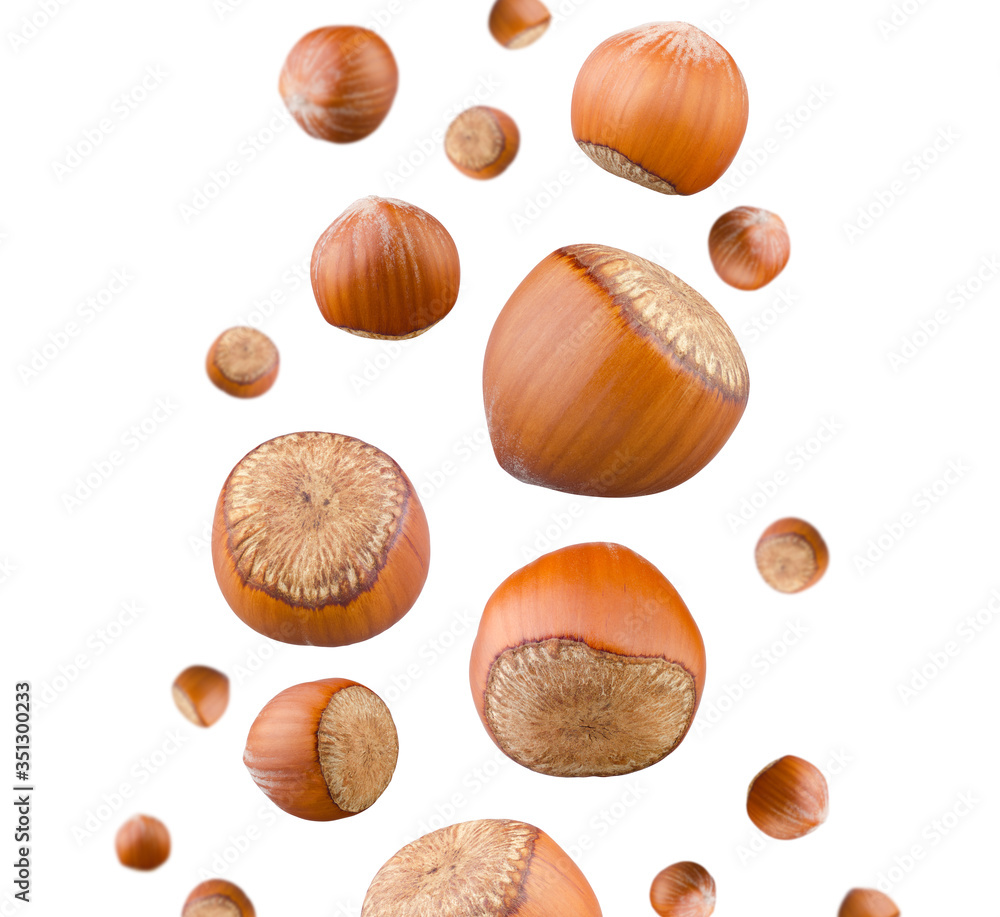 Hazelnuts falling isolated on white background. Set of whole nuts flying in air Hazelnuts falling isolated on white background. Set of whole nuts flying in air