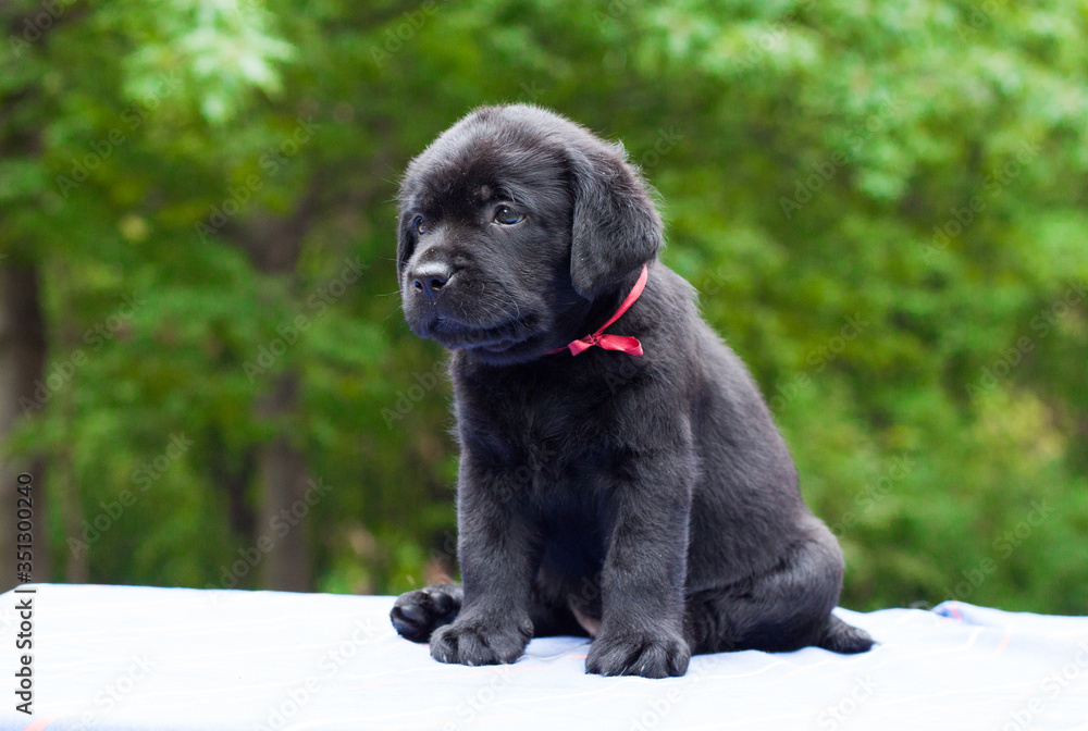 labrador retriever little puppy labrador retriever little puppy