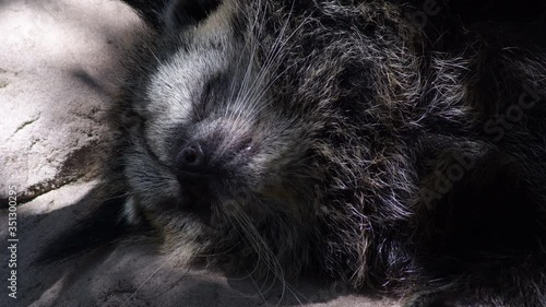 Binturong or Bearcat sleeping in a zoo peacefully - Arctictis binturong photo