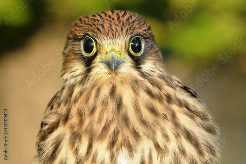 The common Kestrel (Falco tinnunculus) is a bird of the order falconidae of the family falconidae, the most common bird of prey.