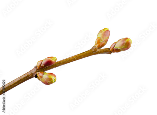 Obraz na plátně Spring budding isolated