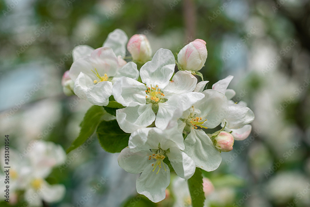 blooming apple tree in the spring garden