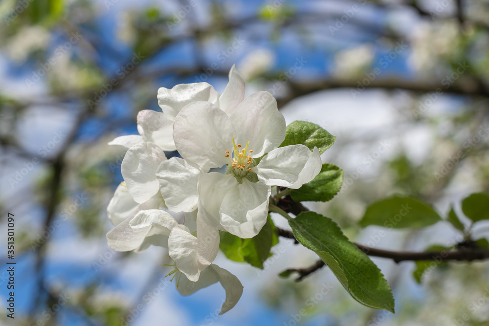 blooming apple tree in the spring garden blooming apple tree in the spring garden