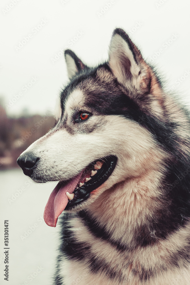 Obraz premium Alaskan Malamute beautiful portrait
