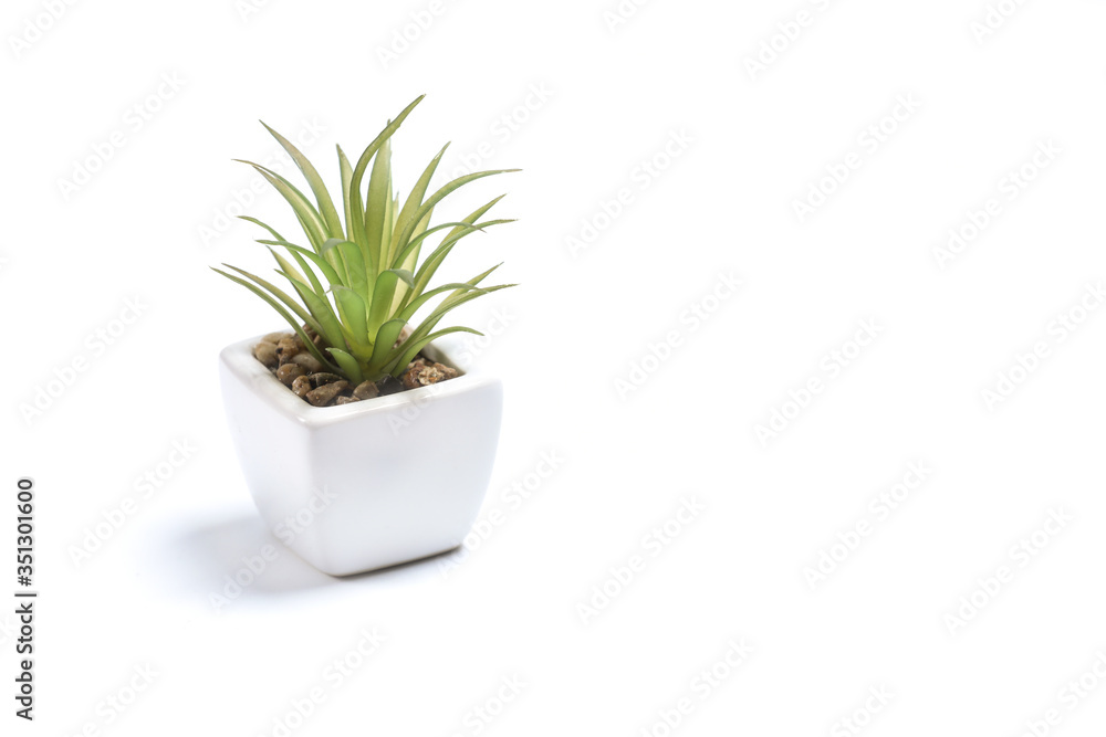 White pot with green plant isolated on a white background. 