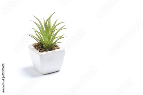 White pot with green plant isolated on a white background. 