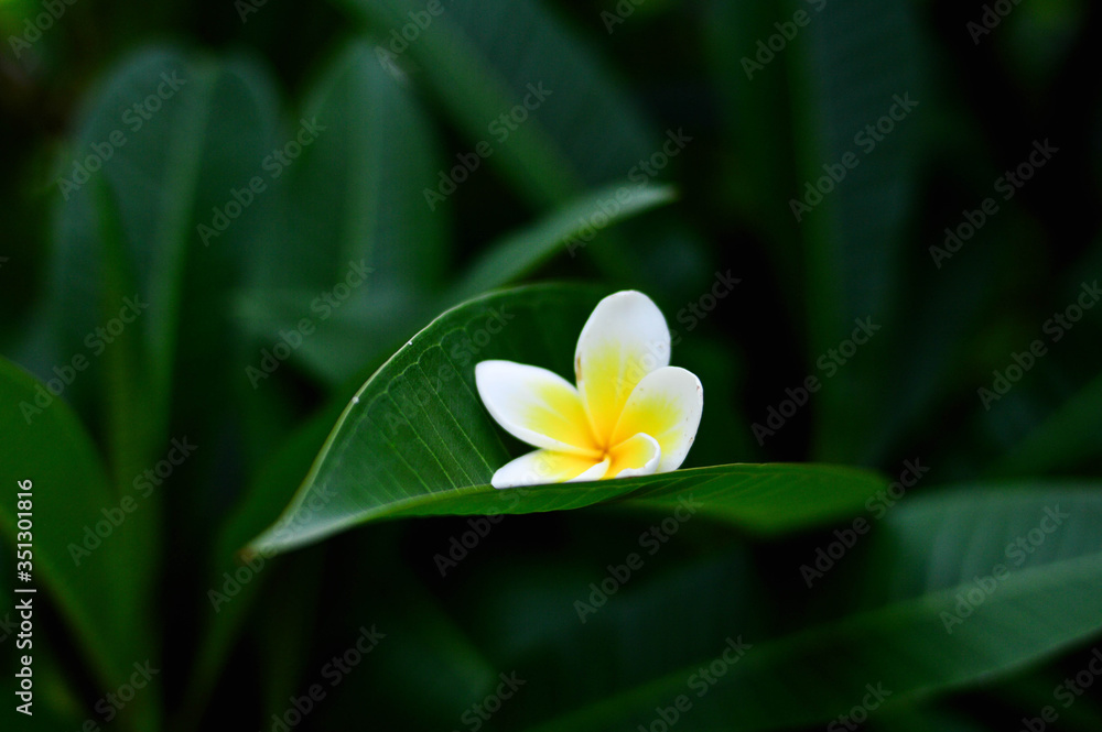 Plumeria flowers put on a green leaf. Plumeria flowers put on a green leaf.