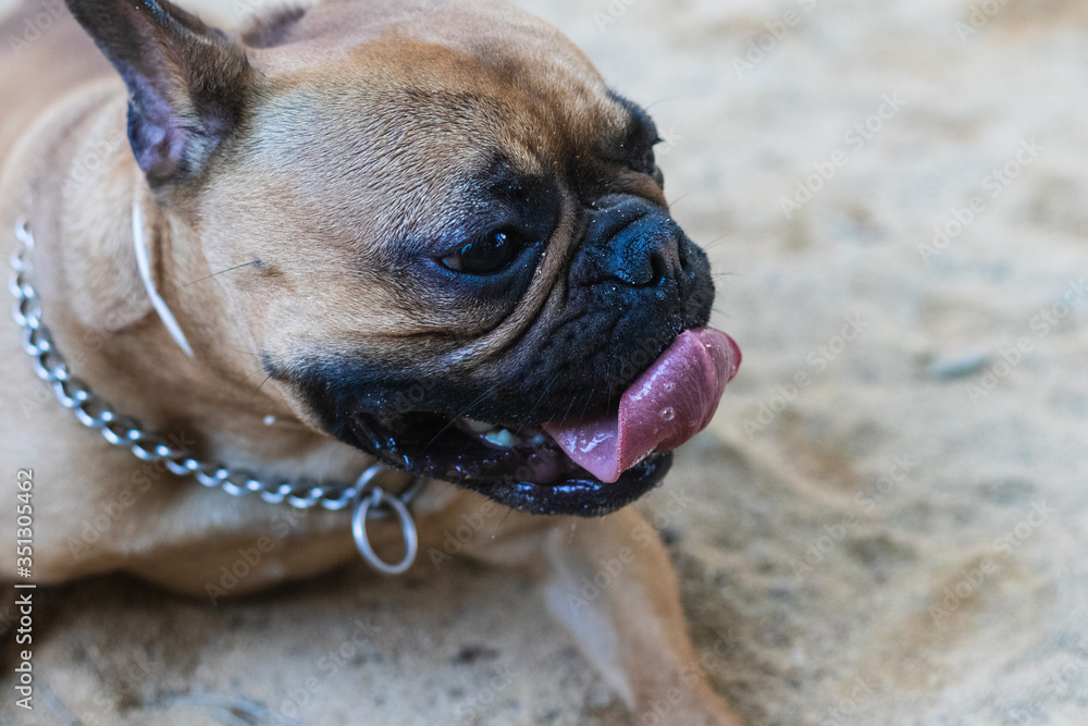 Closeup to happy French Bulldog in the park Closeup to happy French Bulldog in the park