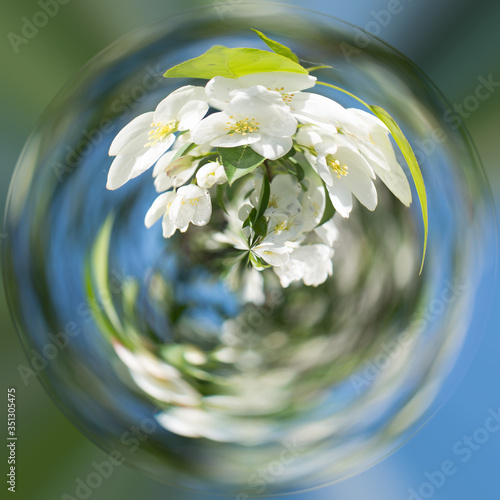 360-degree spherical view a blooming branch of a cherry or Apple tree, photographed in close-up, can be used for postcards or desktop screensavers