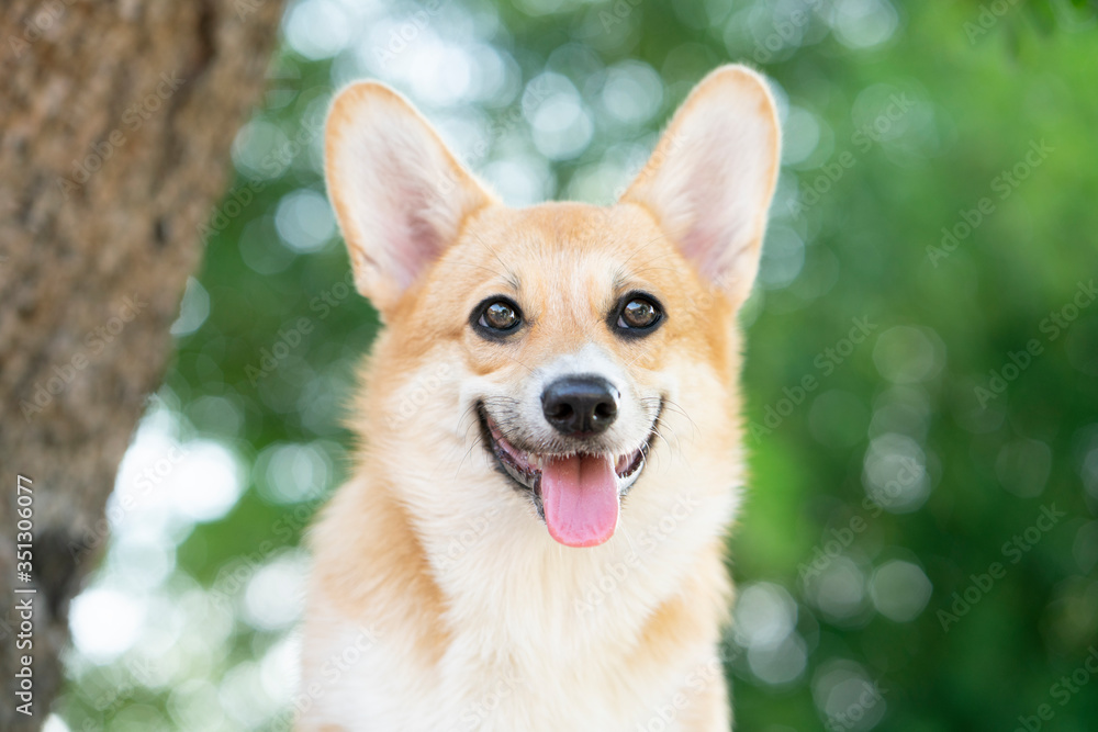 Corgi dog smile and happy in summer sunny day - obrazy, fototapety, plakaty 