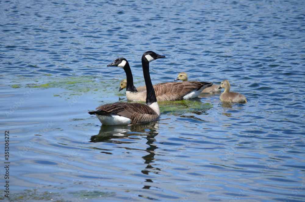 canada goose swimming canada goose swimming