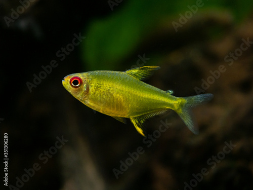 lemon tetra (Hyphessobrycon pulchripinnis ) isolated in a fish tank close up with blurred background