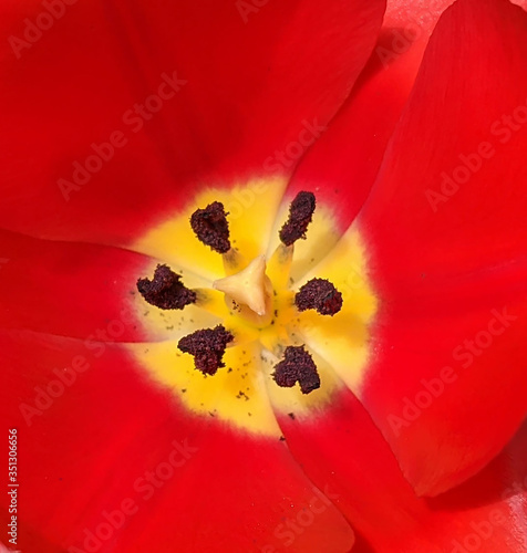 Red Tulip