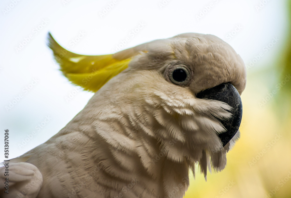 White Parrot with Yellow Feathers