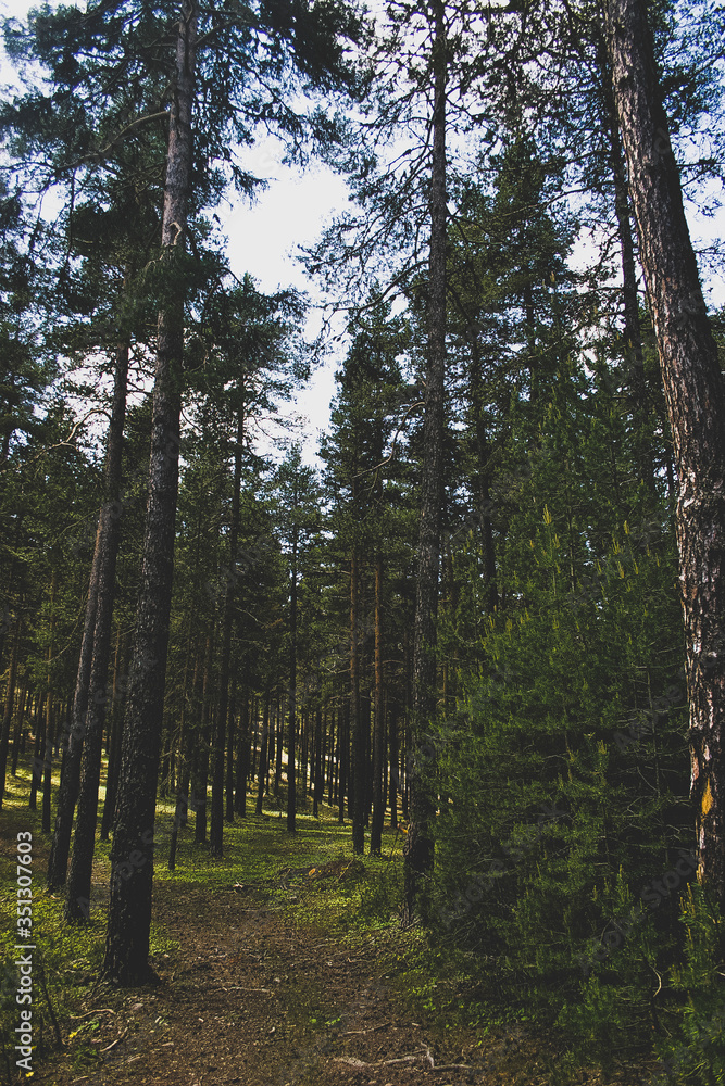 Obraz premium pine forest in the morning