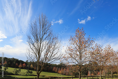 trees in the field blue sky landscape photography