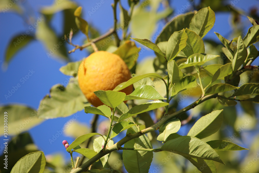 Limones en un limonero con el cielo azul de fondo