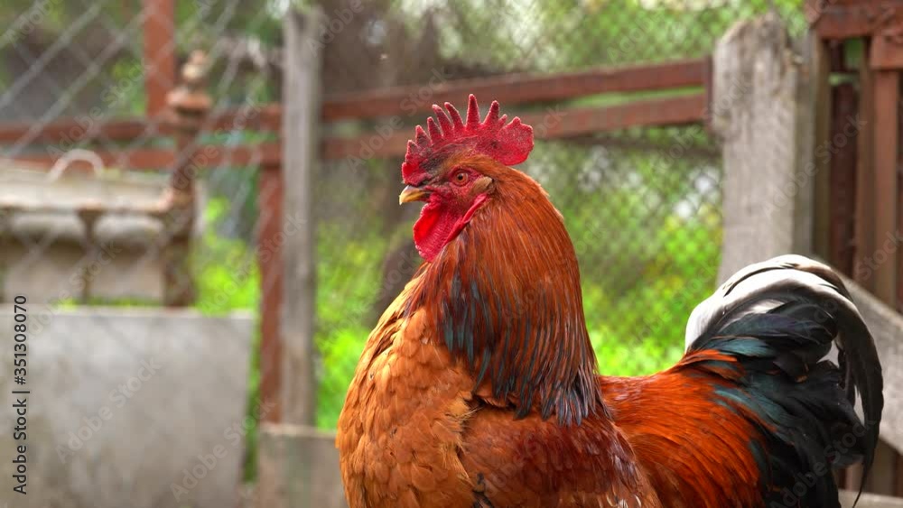 Close up of adult rooster in paddock. Portrait of stately cock outdoor. Close up of adult rooster in paddock. Portrait of stately cock outdoor.