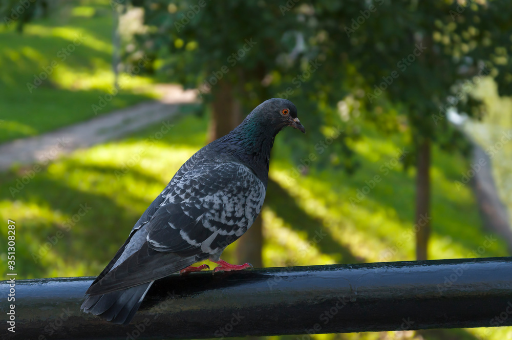 Obraz premium Pigeon sits on a metal handrail in the park