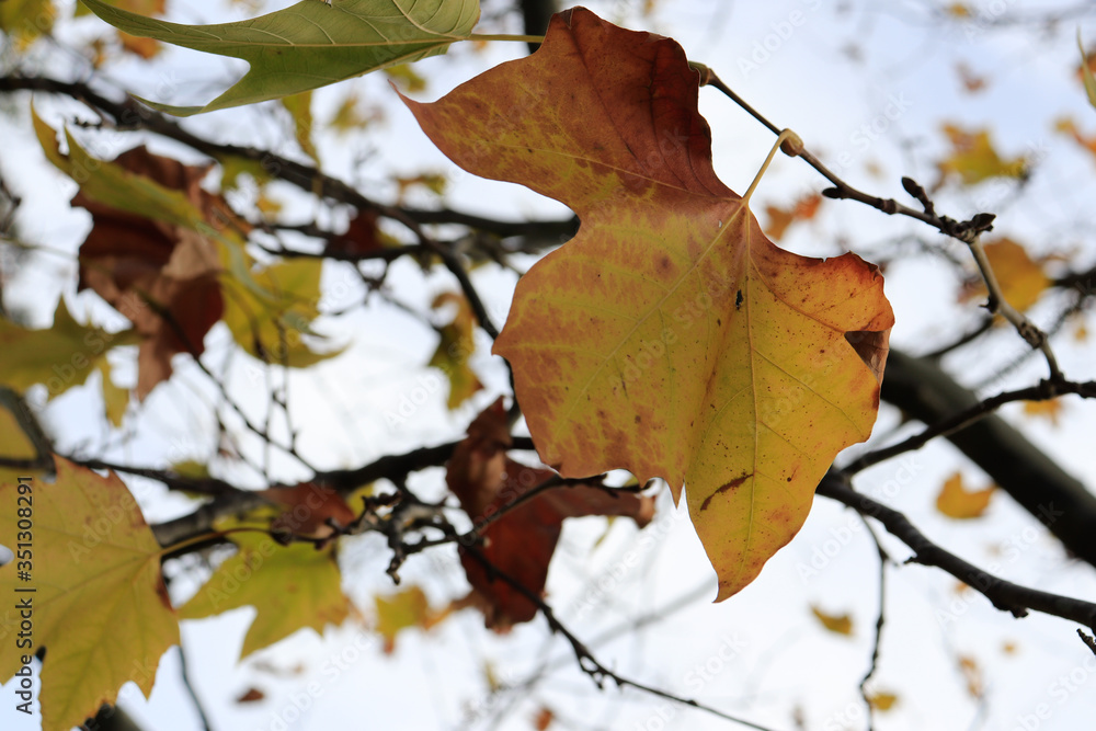 Fototapeta premium autumn leaves in the sky