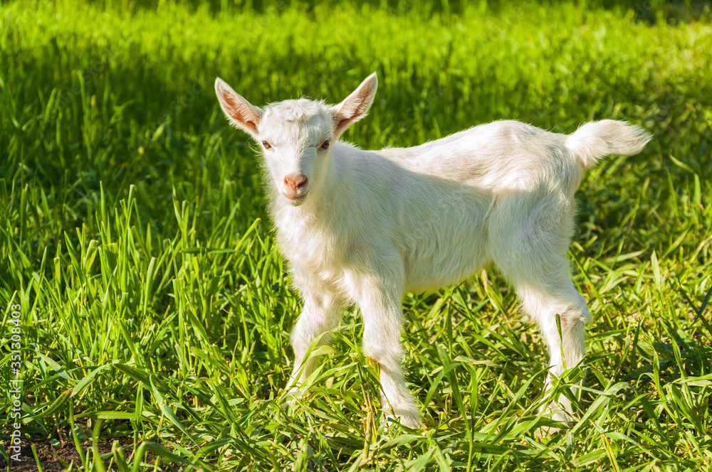 White little goat in the green grass. Full length animal portrait White little goat in the green grass. Full length animal portrait