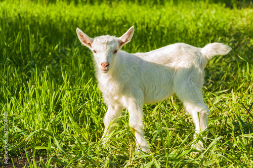 White little goat in the green grass. Full length animal portrait