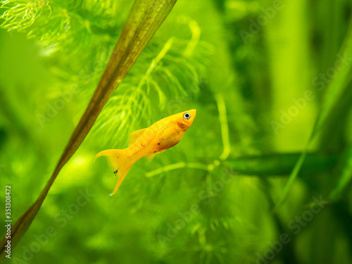 yellow molly fish (Poecilia sphenops) swimming on a fish tank with blurred background