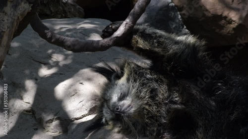 Binturong or Bearcat sleeping peacefully in a natural park - Arctictis binturong photo