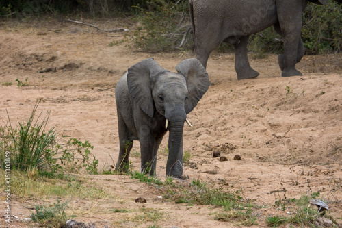 Young African Elephant  Loxodonta africana  in the Timbavati reserve  South Africa