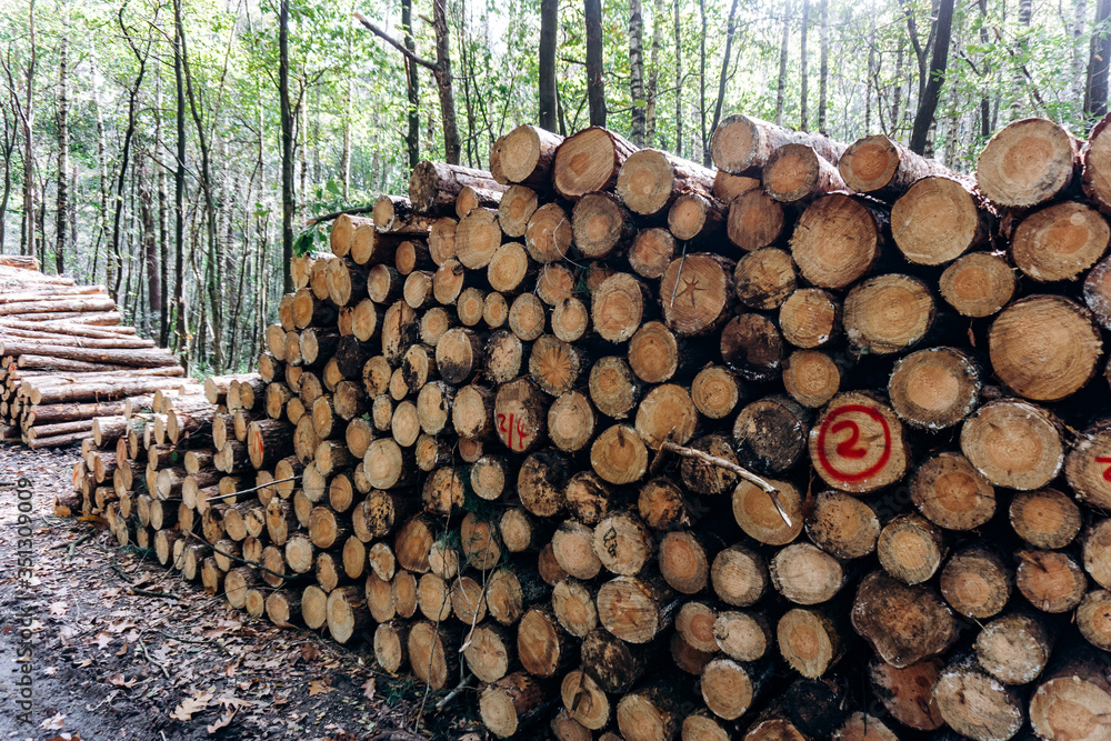 Freshly cut logs in a Pine forest, stacked