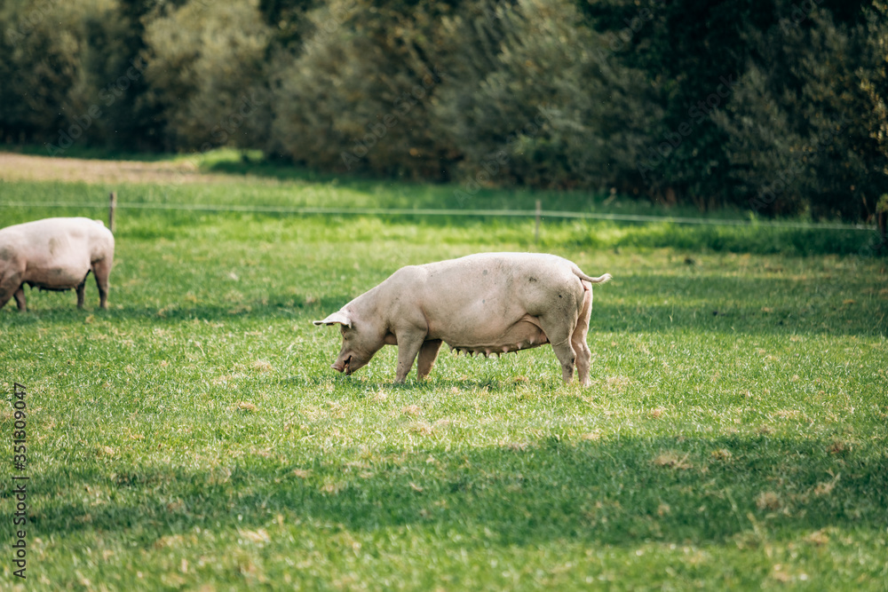 Pigs eating on a meadow in an organic meat farm Pigs eating on a meadow in an organic meat farm
