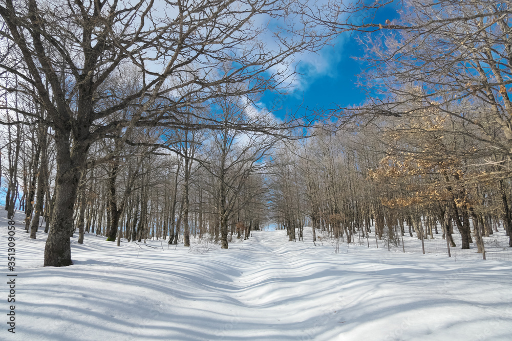 Snow Covered Path Crosses Winter Forest In Nebrodi Mountains Natural Landmark Of Sicily