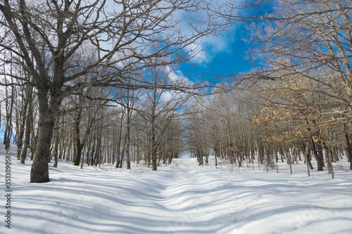 Snow Covered Path Crosses Winter Forest In Nebrodi Mountains Natural Landmark Of Sicily