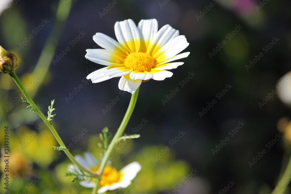 Flor amarilla y blanca llamada Glebionis coronaria, Chrysanthemum  coronarium, ojo de buey o flor de muerto. foto de Stock | Adobe Stock
