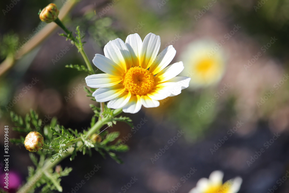 Flor amarilla y blanca llamada Glebionis coronaria, Chrysanthemum