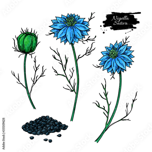 Nigella sativa vector drawing. Black cumin isolated illustration.