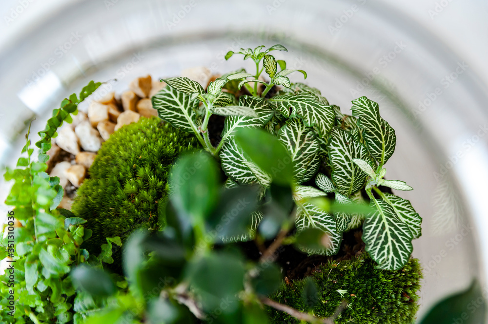 Small decoration plants in a glass bottle/garden terrarium bottle/ forest in a jar. Terrarium jar with piece of forest with self ecosystem. Save the earth concept. Bonsai, set of terrariums/ jars