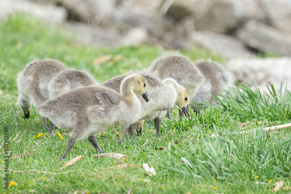 mother goose and her gosling baby geese enjoy a sunny day on the lake mother goose and her gosling baby geese enjoy a sunny day on the lake