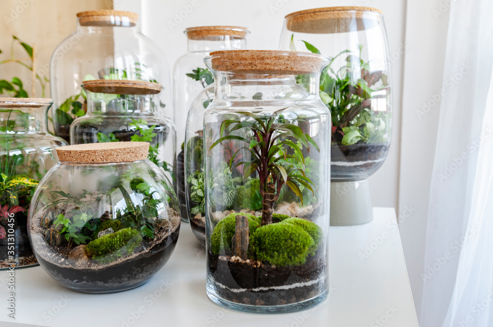 Small decoration plants in a glass bottle/garden terrarium bottle/ forest in a jar. Terrarium jar with piece of forest with self ecosystem. Save the earth concept. Bonsai, set of terrariums/ jars