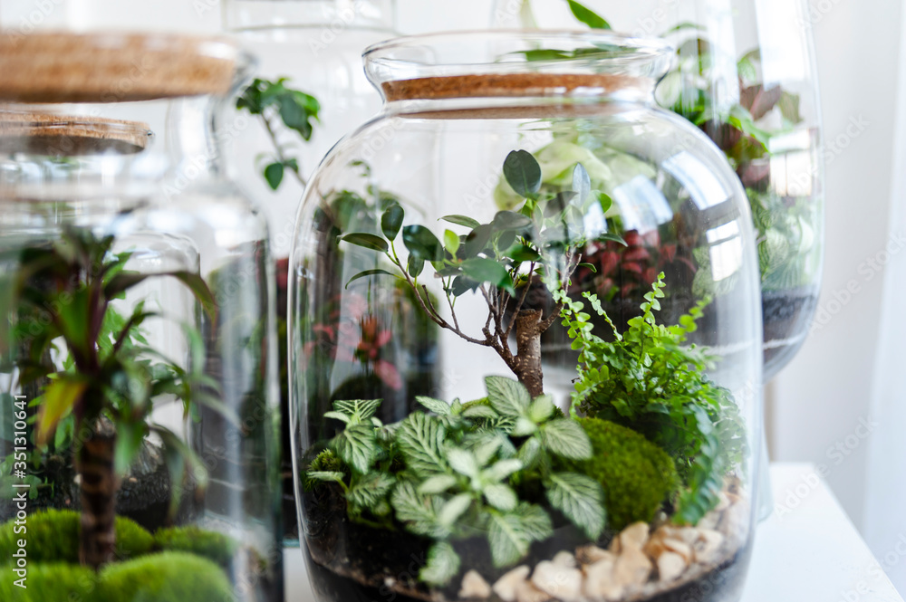 Small decoration plants in a glass bottle/garden terrarium bottle/ forest in a jar. Terrarium jar with piece of forest with self ecosystem. Save the earth concept. Bonsai, set of terrariums/ jars