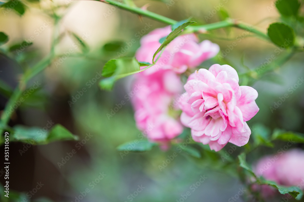 Beautiful colorful pink roses flower in the garden