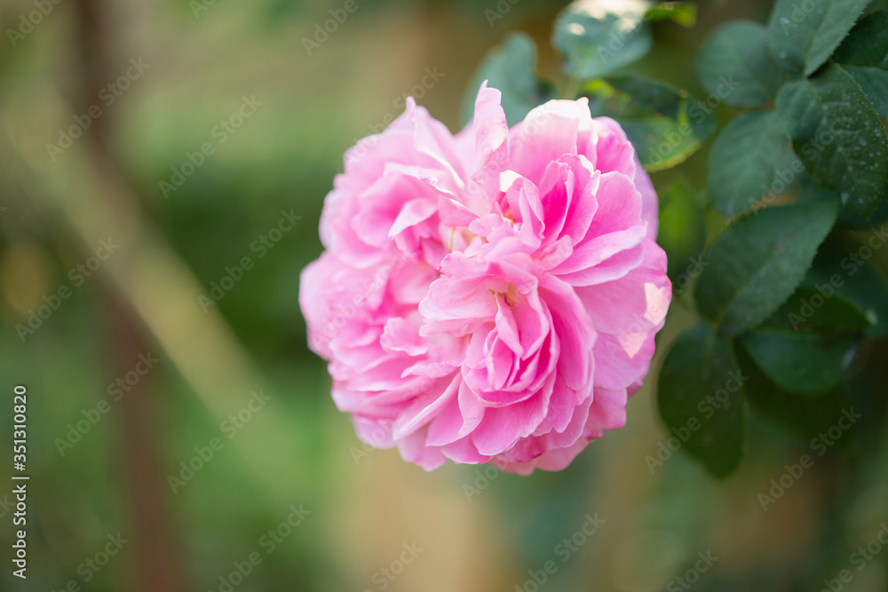 Beautiful colorful pink roses flower in the garden