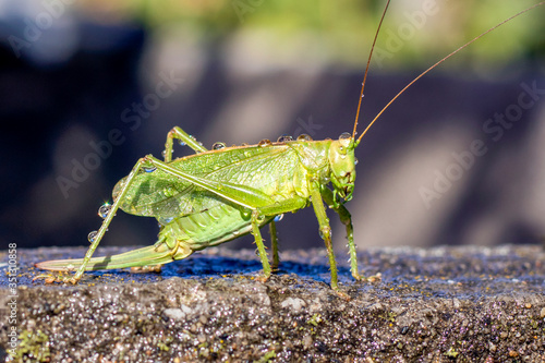 A green grasshopper with dew drops on the body stands on a stone slab. close-up