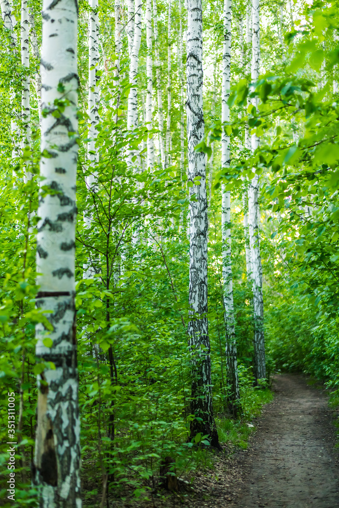 Obraz premium Path among birches in the spring forest